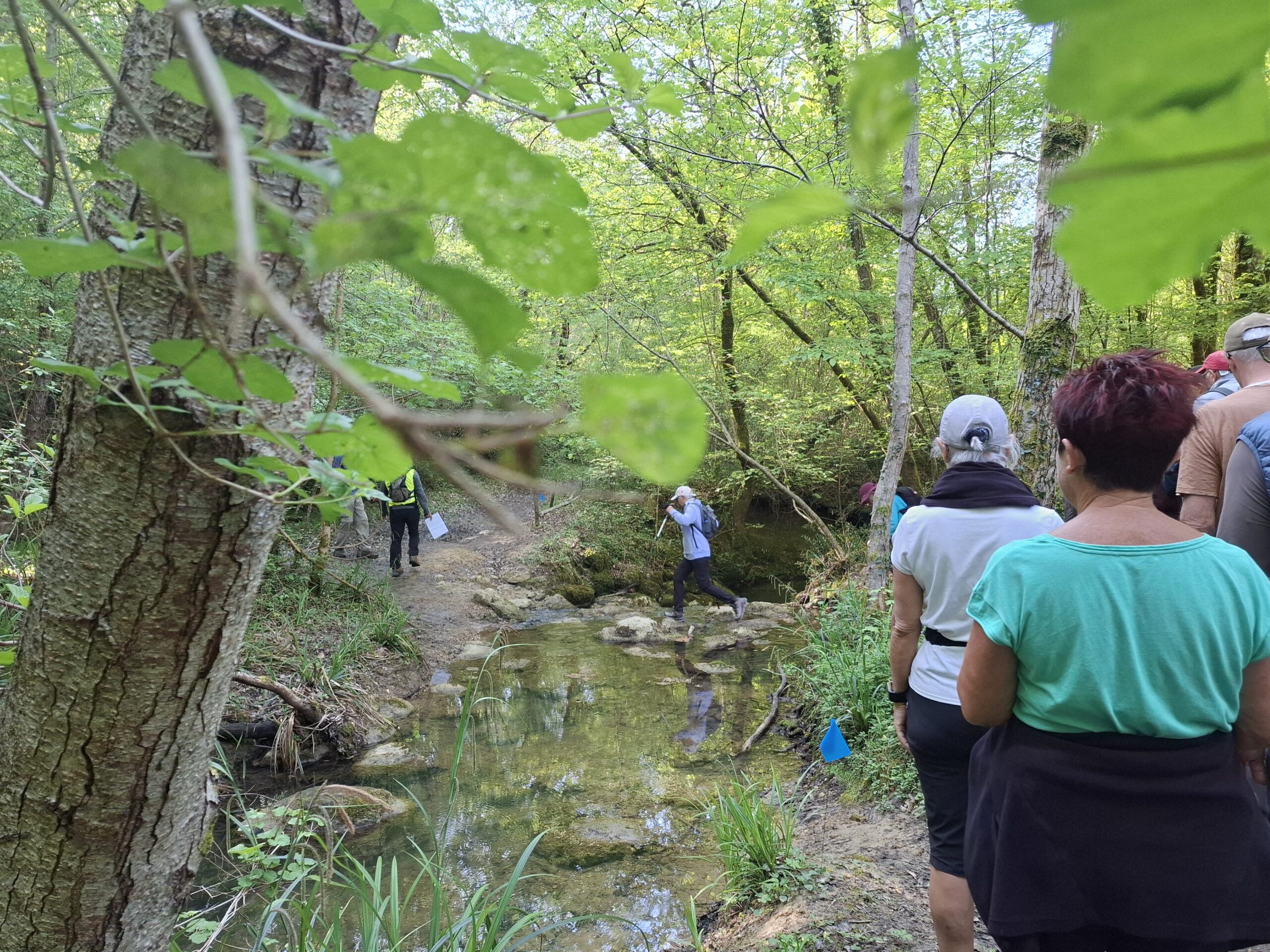 traversée du ruisseau de la forêt d'Haux en Gironde