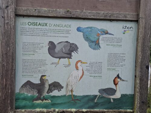 pancarte oiseaux