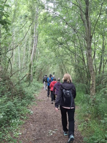 randonnée Izon chemin bois