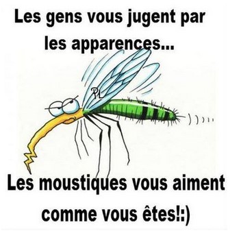 humour moustique