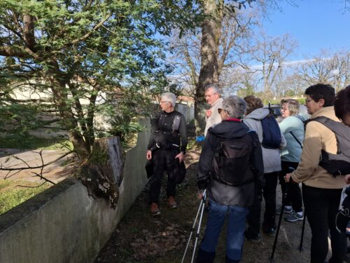 souche d'arbre sur murette